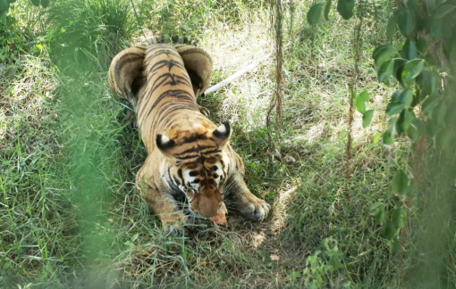 Vụ 30 con hổ, sư tử chết do nhiễm virus cúm A/H5N1: Có 9 con hổ vận chuyển không có giấy kiểm dịch