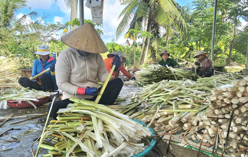 Nông dân ở vùng U Minh Hạ ổn định cuộc sống nhờ trồng bồn bồn