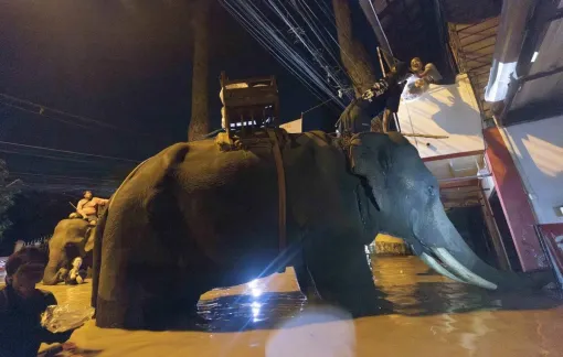 Voi thay thế xe tải chuyển hàng cứu trợ cho người dân vùng lũ Chiang Mai