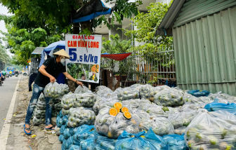 Cam sành chất đống bán giá 5.000 đồng/kg