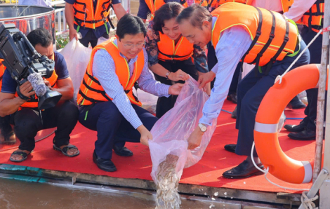 Thả 200.000 con cá giống xuống sông Tiền