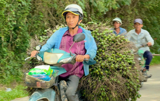 Giá cau tăng không tưởng, người trồng hốt bạc