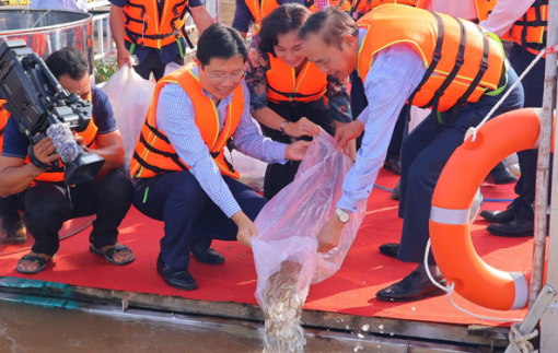 Thả 200.000 con cá giống xuống sông Tiền