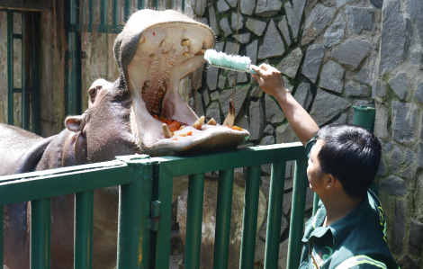 Độc lạ nghề làm móng cho voi, chăm răng cho hà mã