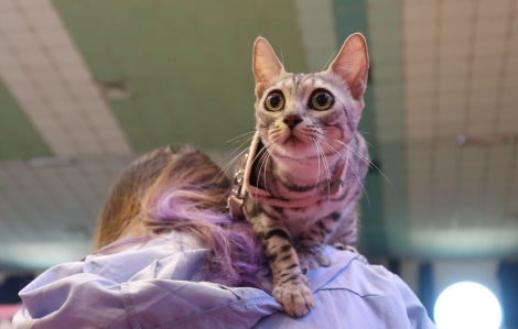 Hấp dẫn cuộc so nhan sắc của những “hoàng thượng” tại TPHCM