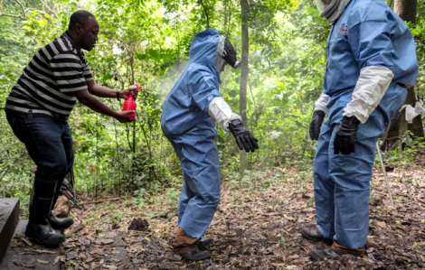 Bệnh Marburg có nguy cơ xâm nhập vào TPHCM?