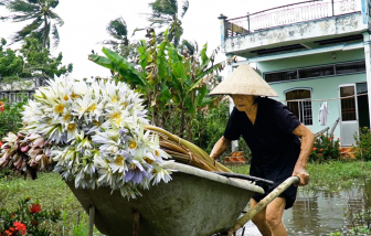 Mùa bông súng ma