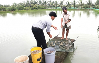 Nông dân Cà Mau “bỏ túi” tiền tỉ từ nghề nuôi cá chình