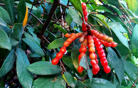 Mùa chim chim chín