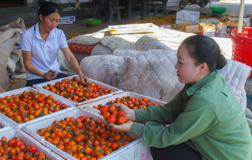 Hồng được giá, nông dân tiếc đứt ruột