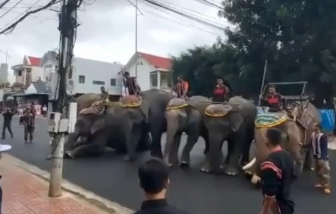 Đàn voi diễu hành, quỳ gối tiễn biệt “vua voi” Tây Nguyên