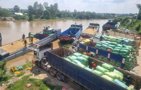 Ngang nhiên tập kết lúa gạo trái quy định dưới chân cầu cửa khẩu Giang Thành