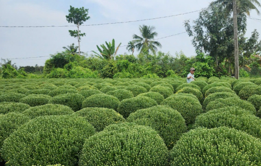 Gần đến Tết nhưng hàng trăm ngàn chậu cúc ở Bến Tre vẫn không có dấu hiệu nở hoa