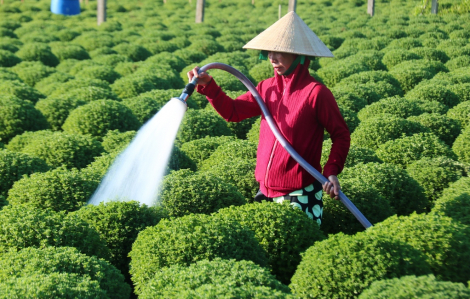 Hàng trăm ngàn chậu cúc Tết ở Bến Tre không có dấu hiệu nở hoa, dần rõ nguyên nhân