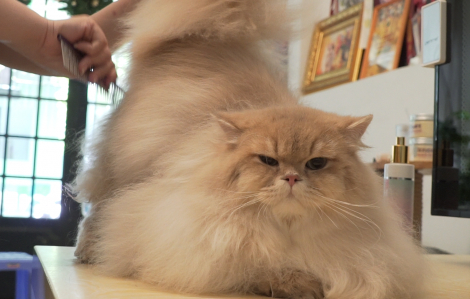 Lò thăng hạng nhan sắc cho mèo thi ‘hoa hậu’