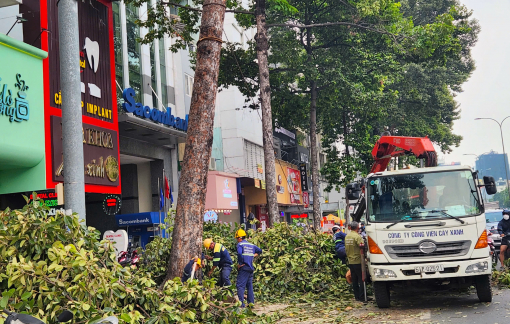 TPHCM thay thế gần 3.500 cây xanh trong 10 tháng