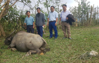 Nguyên nhân khiến trâu bò ở vùng cao Nghệ An chết hàng loạt