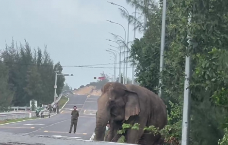 Quảng Nam: Một con voi sổng chuồng lang thang trên đường làm người dân tò mò