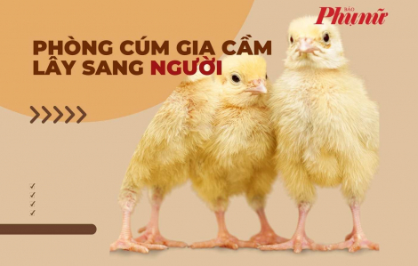 Infographic: Phòng cúm gia cầm lây sang người