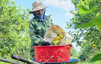 Tuyệt chiêu giữ quả cam Vinh của lão nông xứ Nghệ