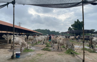 Buôn lậu gia súc ở vùng sông Mê Kông đe dọa sức khỏe con người