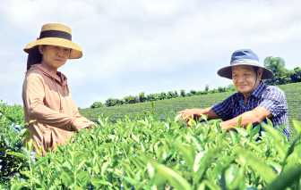 Nông dân trồng giống mới thích ứng với khí hậu khắc nghiệt