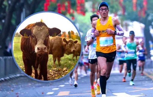 Giải chạy marathon tặng quà cho người chiến thắng là 1 con bò, ngỗng...