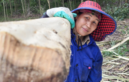 Nhọc nhằn đời nữ “phu keo”