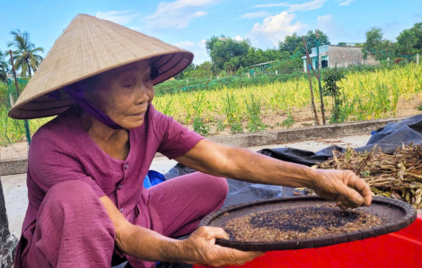 Ngoại vẫn chắt chiu những hạt mè