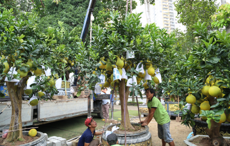 Bưởi Diễn đổ bộ vào TPHCM ‘đón’ tết sớm