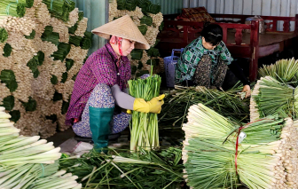 Cây sả giúp nông dân thoát nghèo