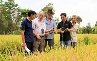 Những người nặng tình với cây lúa, hạt gạo Việt - Bài 1: Thương nhớ Võ Tòng Xuân