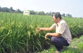 Kỹ sư Hồ Quang Cua và hành trình gạo ngon nhất thế giới