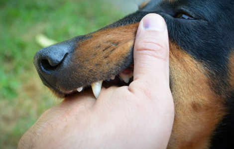 Chủ quán thịt chó tử vong do bệnh dại