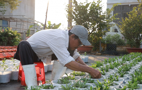 Nông dân thấp thỏm vụ hoa tết, chỉ dám ‘làm ít để đủ’