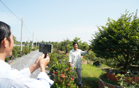 Mai tết ‘lên sóng’ livestream
