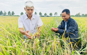 Sống vui, sống khỏe bên đồng lúa xanh