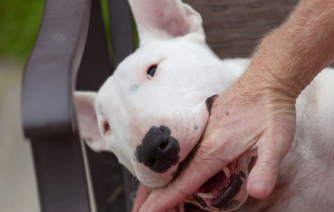 Gia Lai: 2 người tử vong vì bệnh dại