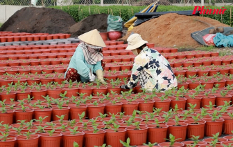 Tin tức ngày 29/12: Nông dân thấp thỏm vụ hoa tết