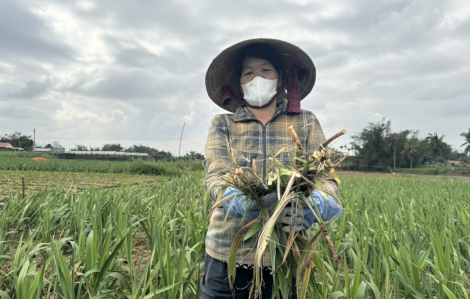 Cánh đồng hoa lay ơn chết một nửa ngay sát tết