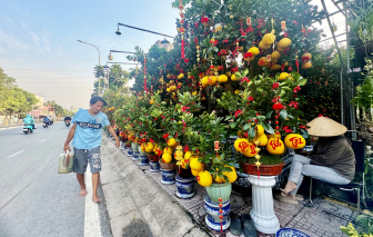 Hoa kiểng tết bày bán ít, vắng khách mua