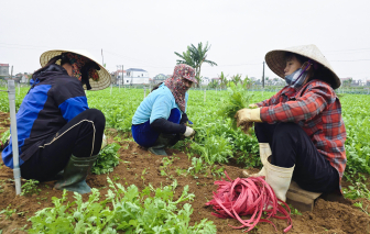 Phủ xanh vùng “đất chết”, nông dân trúng đậm vụ tết