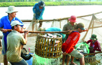 Xuất khẩu “được mùa”, nông dân miền Tây ăn tết lớn