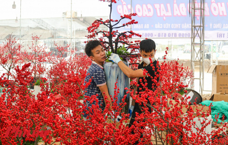 Đào đông nhập khẩu bán giá trăm triệu dịp Tết Ất Tỵ