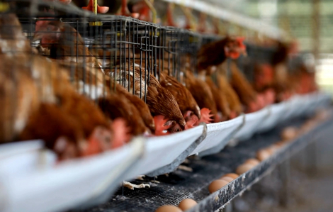 Mỹ khan hiếm trứng do dịch cúm gia cầm