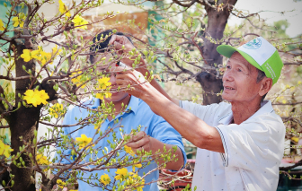 Tất bật "thay áo" cho mai trước thềm xuân Ất Tỵ