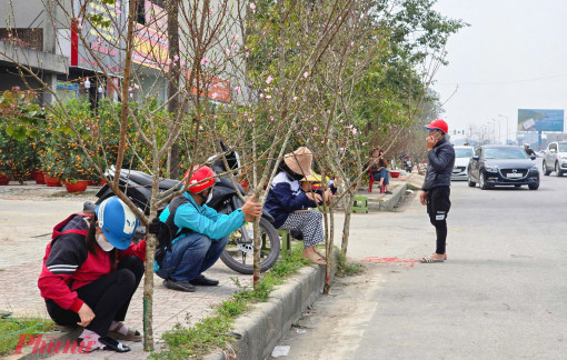 Người bán hoa tết lo ế, ôm đào, mai ra vỉa hè “chào hàng”