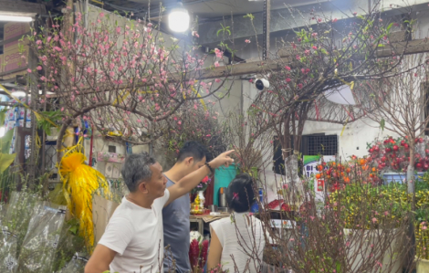 Tuyết mai, hoa đào 'bùng nổ' tại chợ hoa Hồ Thị Kỷ