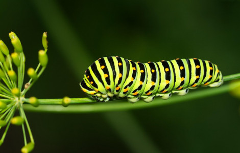 Bạn trai rủ chơi trò "bắt sâu"