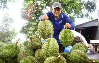 Sầu riêng rớt giá, người trồng âu lo